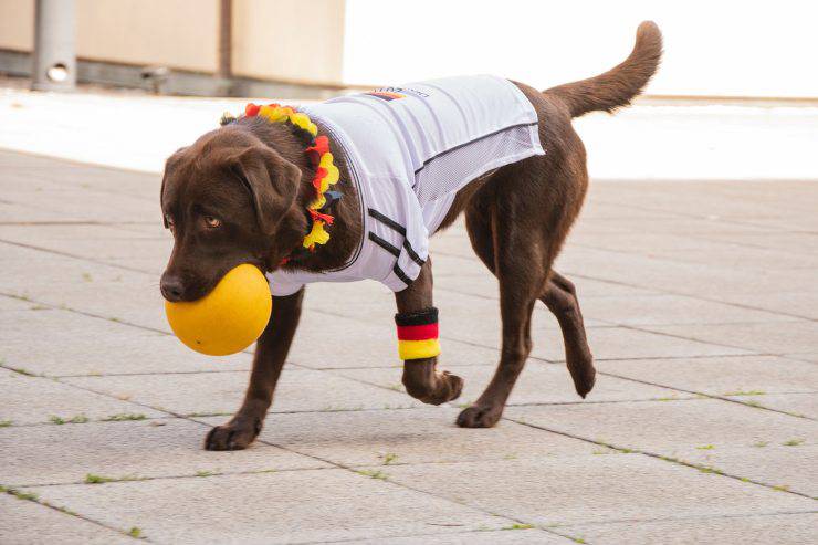 cane calcio maglietta