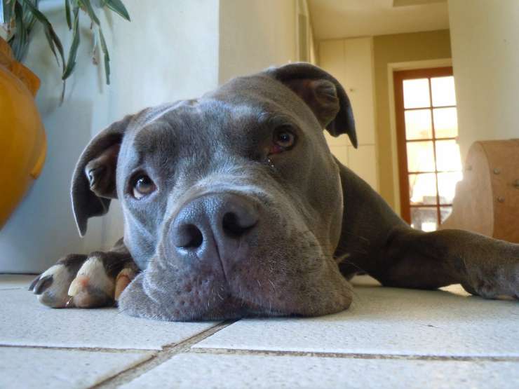 Il cane triste (Foto Facebook)