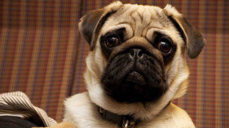 uno dei cani molossi: il carlino carino cani molossi molossoidi molosso
