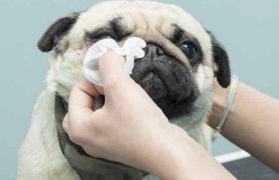 come pulire il viso del cane