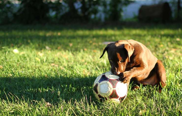 cane calcio prato