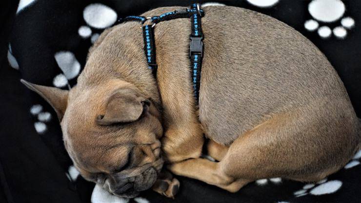 Cane che dorme rannicchiato Cane che dorme