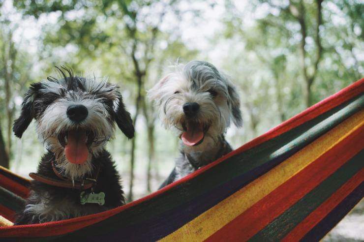 Avere un cucciolo in più
