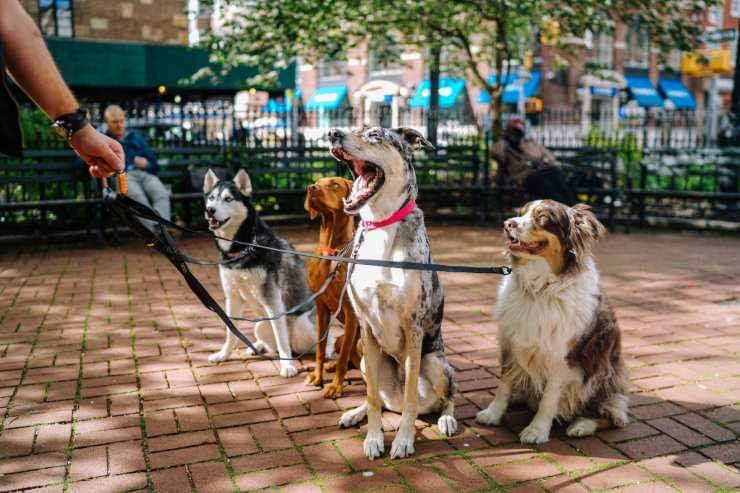 Avere un cucciolo in più