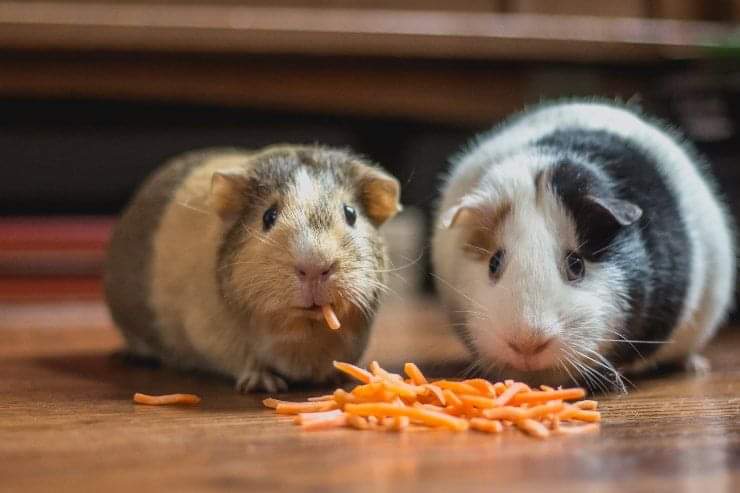 Avere un cucciolo in più