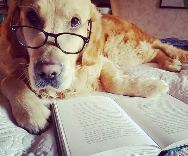 Libri sui cani per pambini