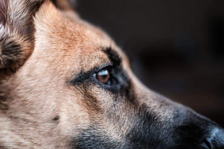 Evoluzione delle razze di cane