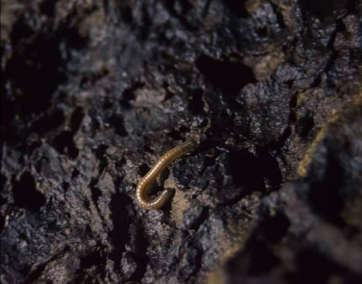 Animali delle caverne