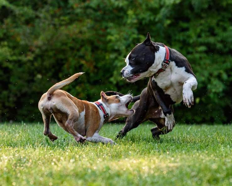 Avere un cucciolo in più