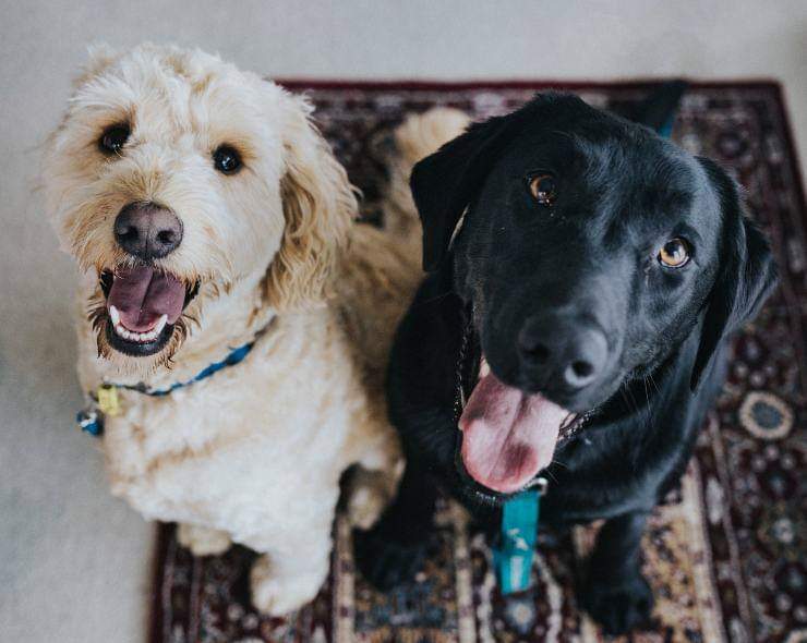 Avere un cucciolo in più