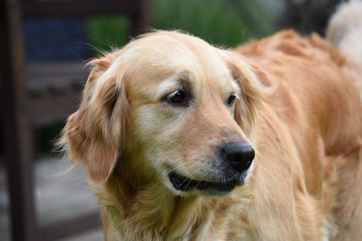 Razze canine facili da addestrare