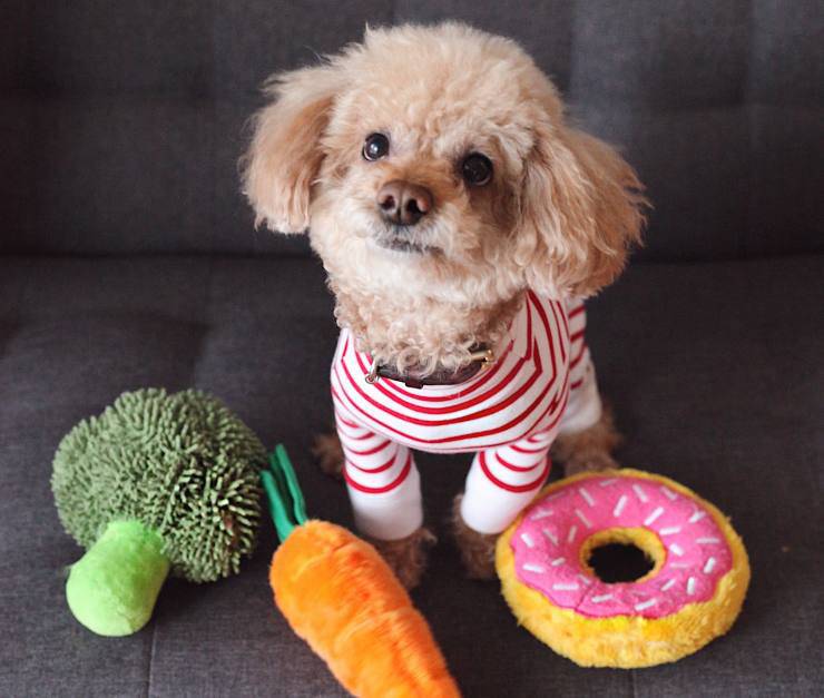 cane cibo peluche