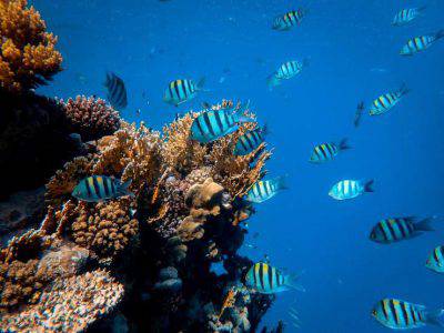pesce angelo acquario