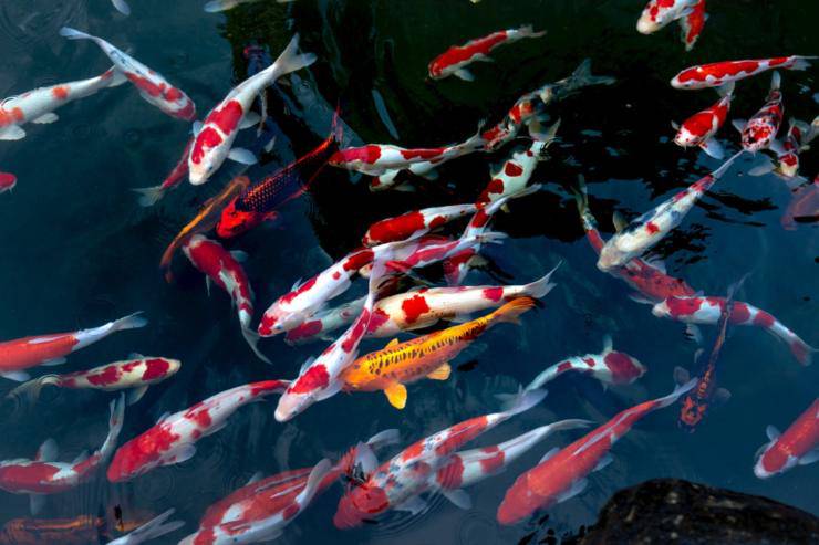 allevare carpa koi