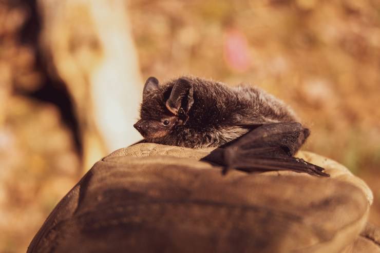 pipistrello roccia