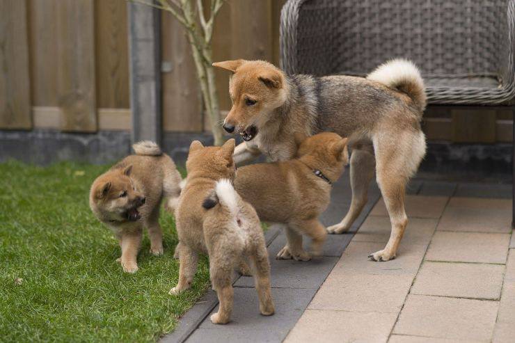 razze di cani giapponesi