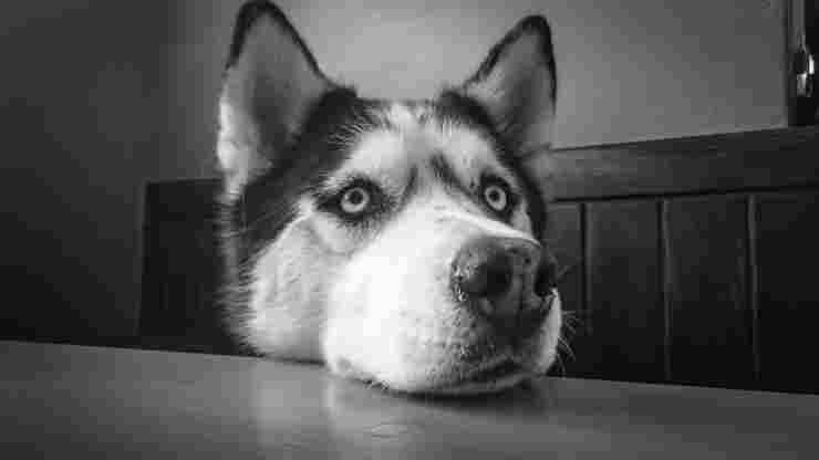 Husky espressivo (Foto Pixabay)