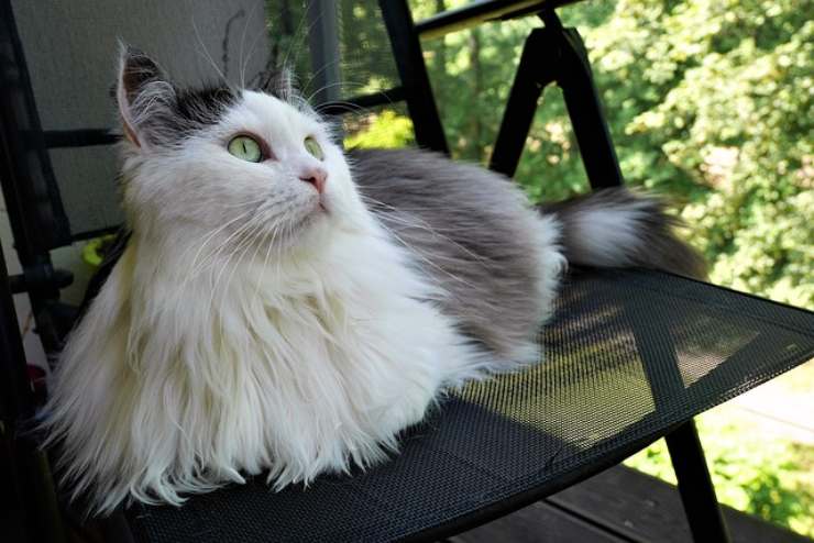 siberiano gatto