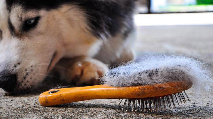 tagliare pelo cane