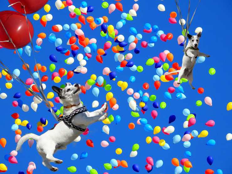 I colori percepiti dai cani