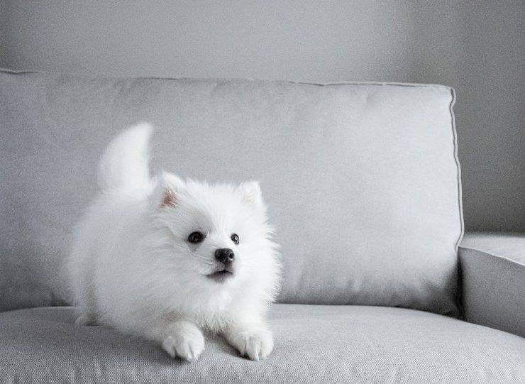 spitz