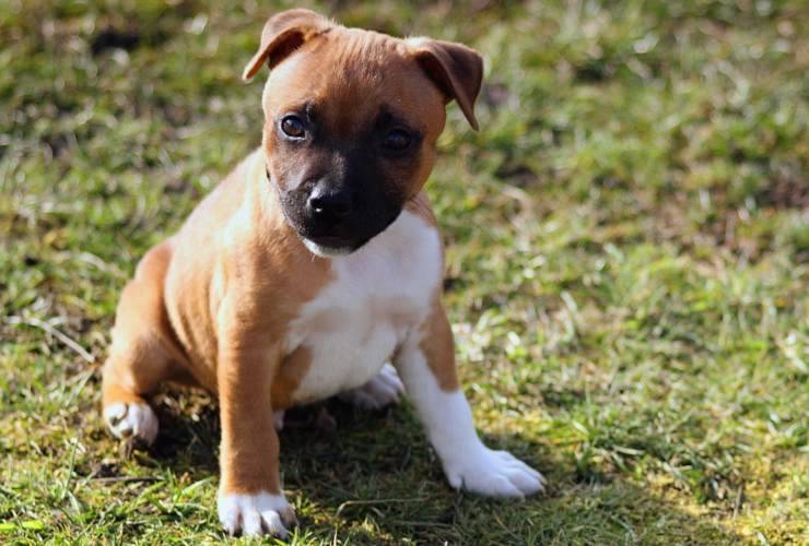 Staffordshire Bull Terrier cucciolo