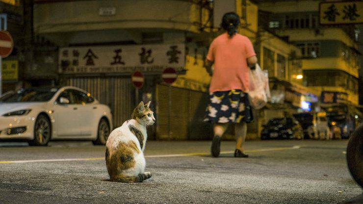 gatto in strada