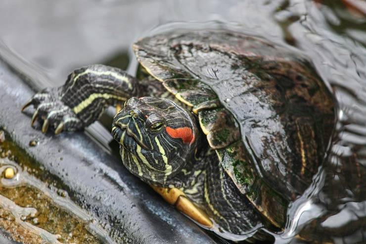 tartaruga