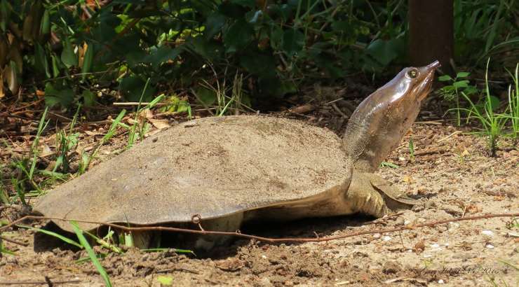 tartaruga guscio molle