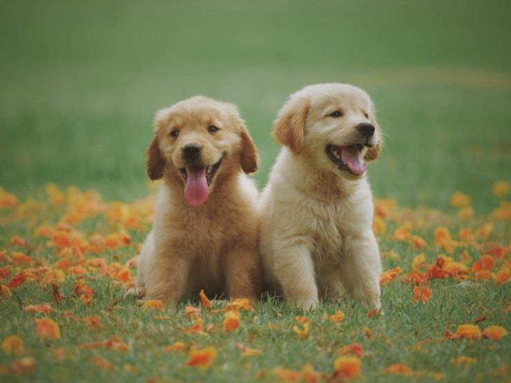 cani cuccioli primavera