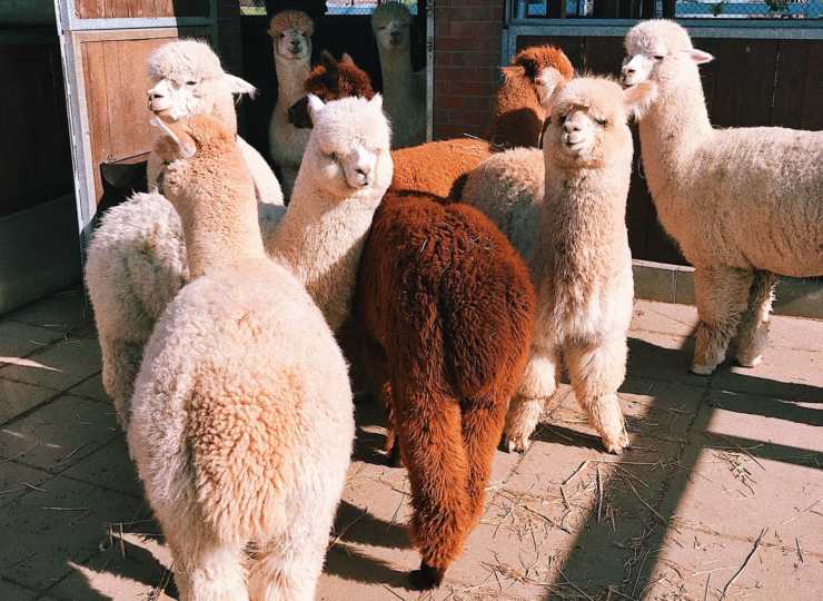 come allevare alpaca