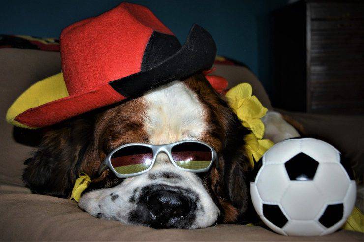 insegnare calcio cane