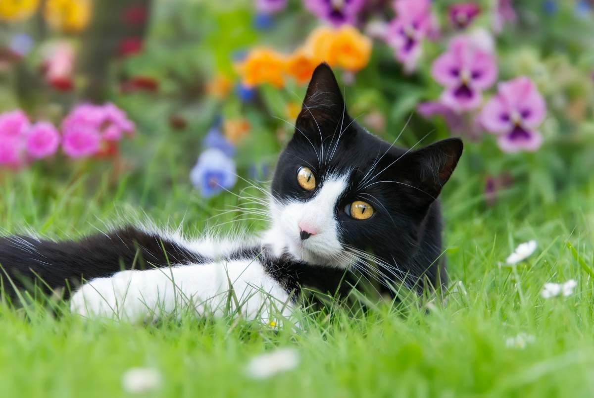 Spazio esterno per il gatto