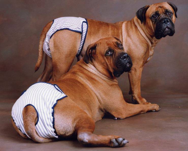 pannolini per cani