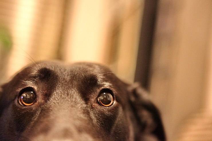cani spaventati