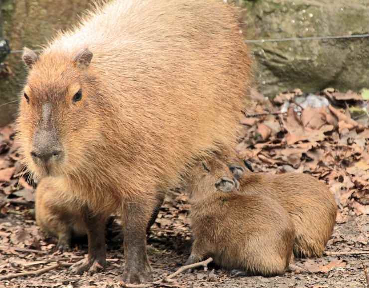 capibari cuccioli piccoli