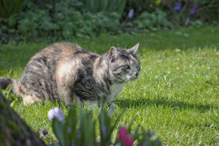 Gatto in semilibertà