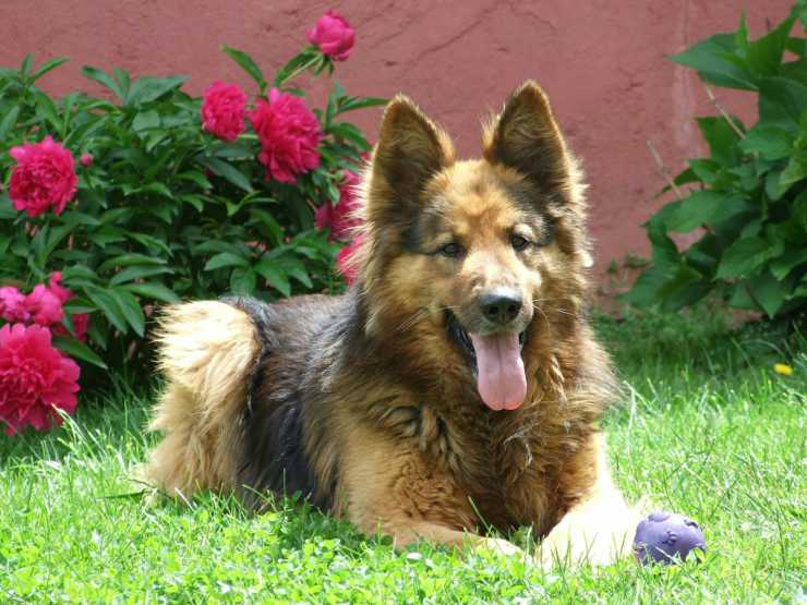 Spazio esterno per il cane