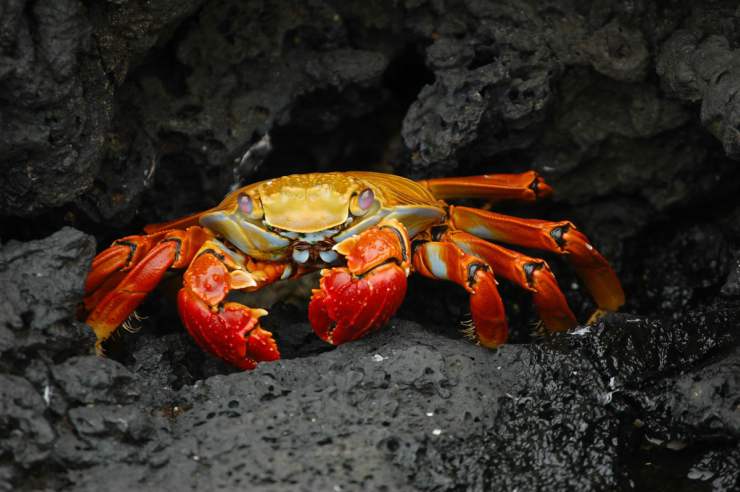 Granchio di mare