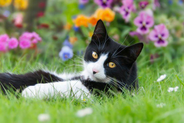 Spazio esterno per il gatto