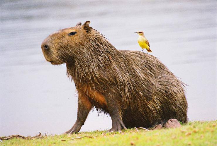 capibara uccello simbiosi
