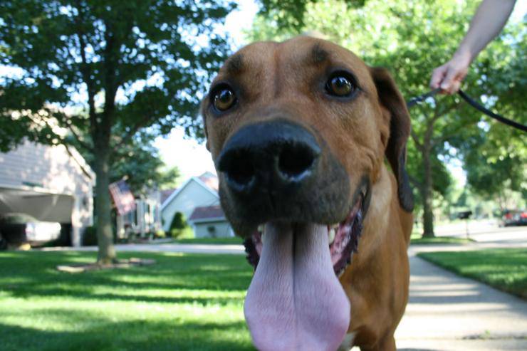 cagnolino respira con affanno