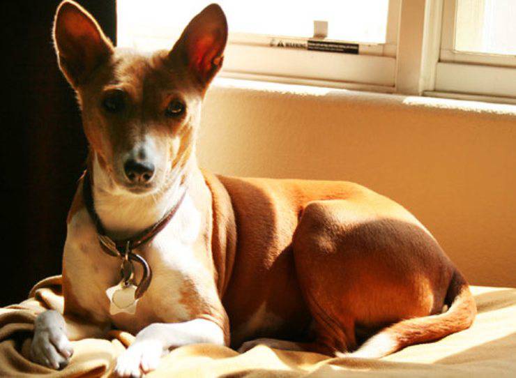 basenji cane abbaia