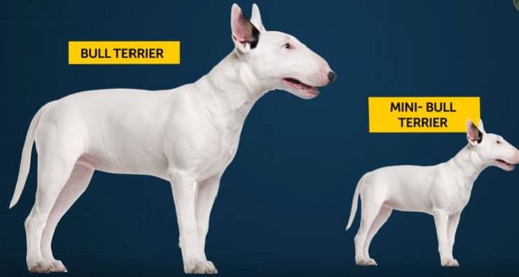Nuove razze canine