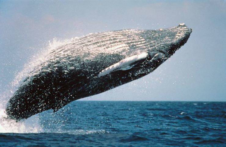 atletica tuffo balena