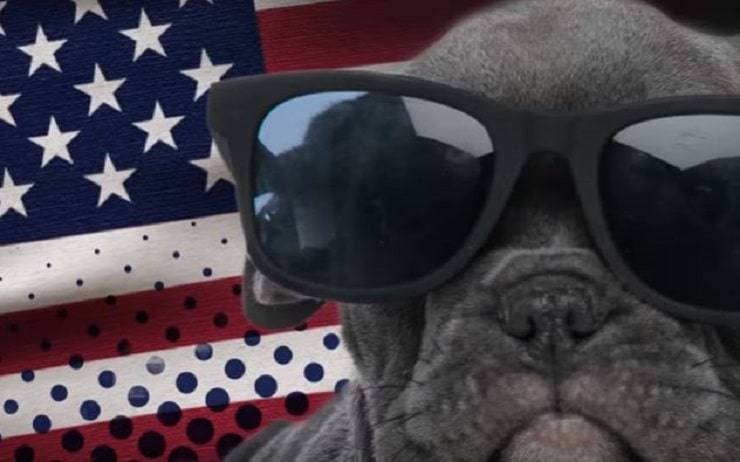 American bully