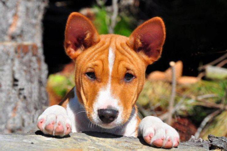 cucciolo cane africa