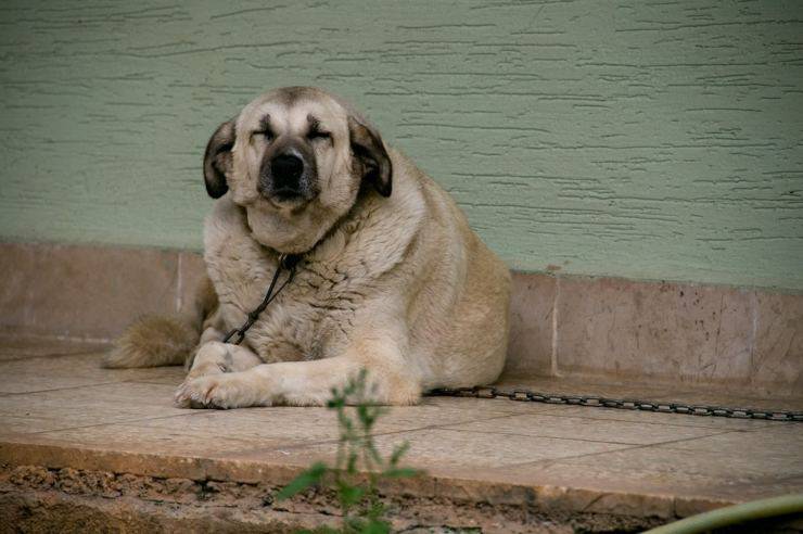aumento di peso del cane