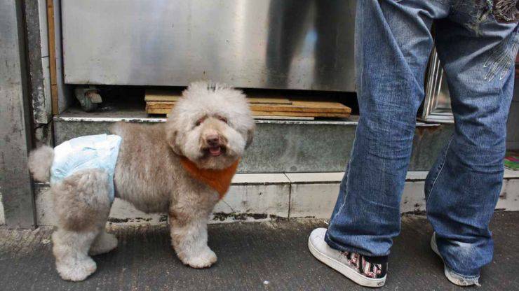 pannolini per cani