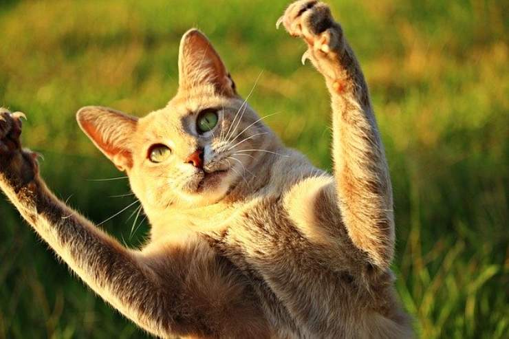 6 fatti sugli artigli del gatto